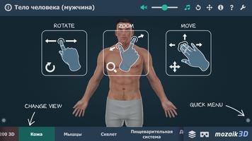 Тело человека (мужчина) 3D ВР постер