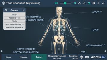 Тело человека (мужчина) 3D ВР скриншот 2