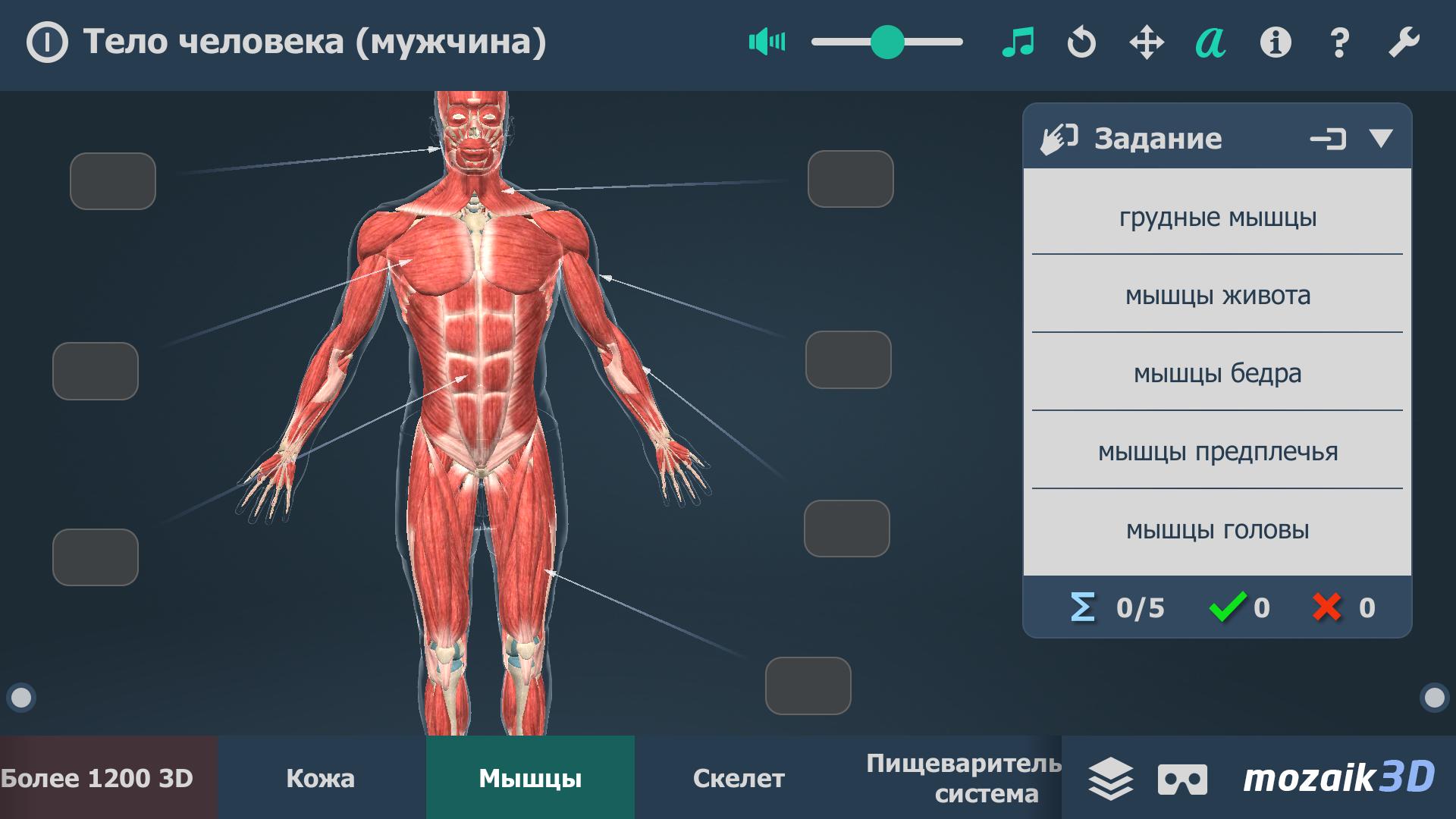 Игра на теле человека. Тело человека. Игра тело человека. Игра человеческое тело. Тело человека органы игра.