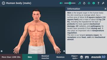 Human body (male) 3D scene poster
