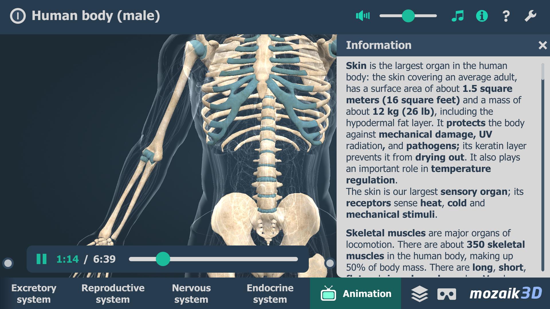 Human body (male) for Android - APK Download