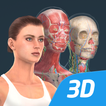 El cuerpo humano (femenino) en 3D educativo