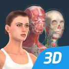 人体 (女)インタラクティブな教育用3D アイコン