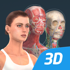 Corpo humano (mulher) 3D educacional RV ícone
