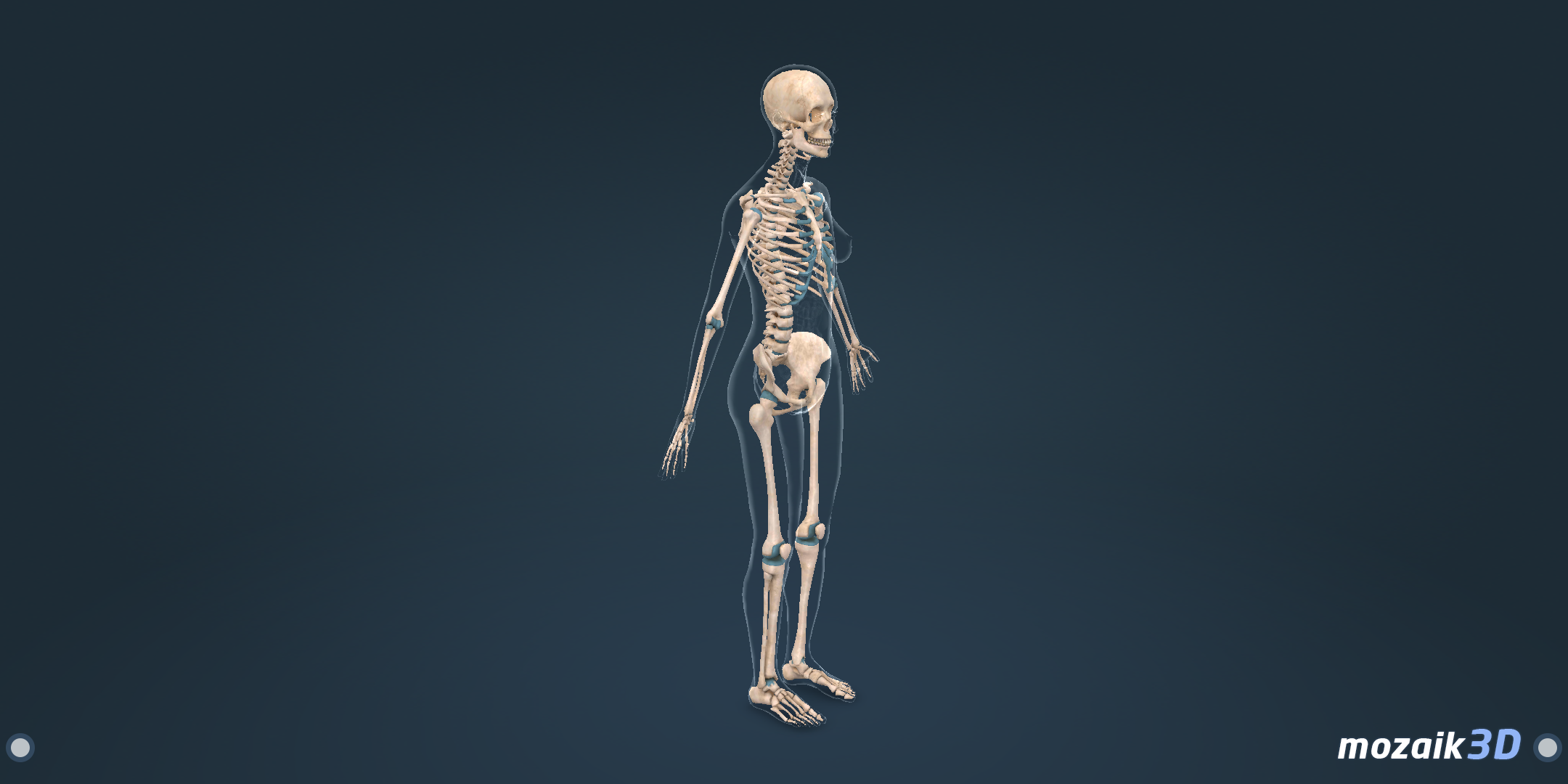 Human body (female) educational VR 3D APK for Android – Download Human body (female) educational VR 3D APK Latest Version from Human body (female) educational VR 3D APK for Android – Download Human body (female) educational VR 3D APK Latest Version from
