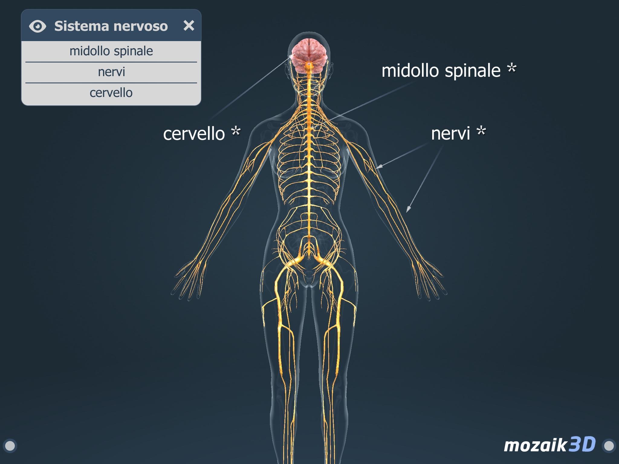 Corpo Umano Femminile 3d Educativo For Android Apk Download