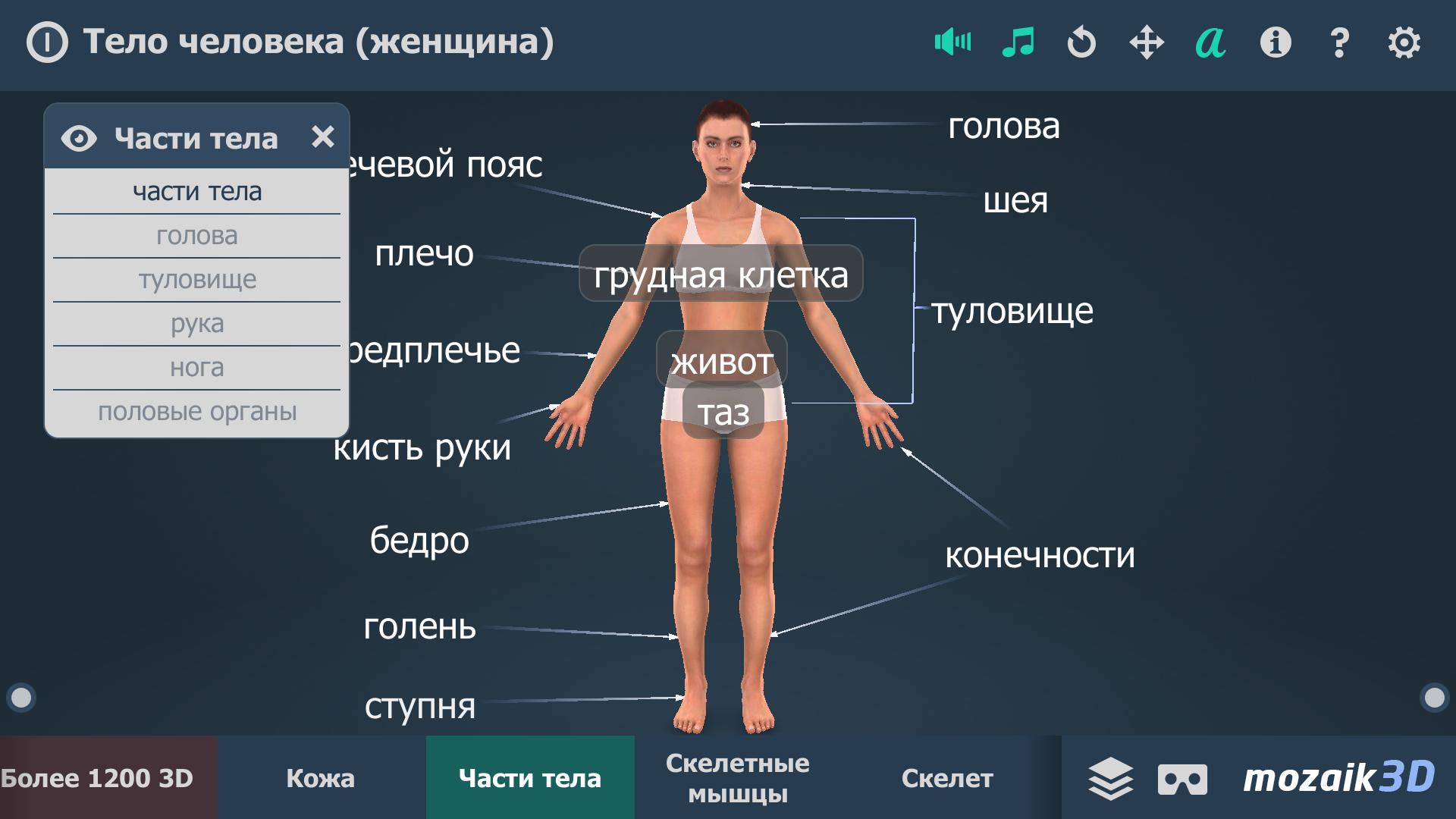 Игра на теле человека. Тело человека женщина интерактивное. Игра тело человека. Игра тело человека ответы.
