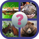 EduApp Guess What : ANIMALS APK