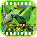 Cara Merawat Dan Memaster Burung Kicau APK