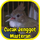 Cucak Jenggot Masteran Gacor APK