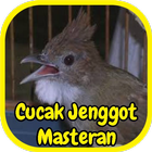 Cucak Jenggot Masteran Gacor icône