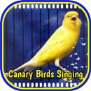 Beautifful Canary Singer Birds APK
