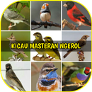 Kicau Burung Masteran Ngerol APK