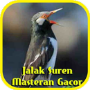 Jalak Suren Masteran Gacor APK