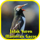 Jalak Suren Masteran Gacor ícone