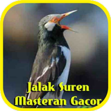 Jalak Suren Masteran Gacor icon