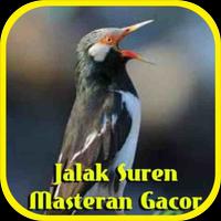 Jalak Suren Masteran Gacor poster