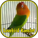 Lovebird Konslet Ngekek Juara APK