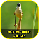 Master Ciblek Ngebren Gacor Offline APK