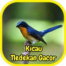 Master Kicau Tledekan Gacor APK