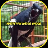 Masteran Kacer Gacor Plakat