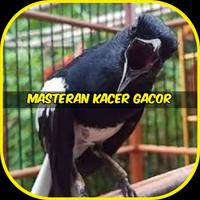 Masteran Kacer Gacor Poster