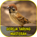 Suara Gereja Tarung Masteran APK