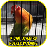 Suara Lovebird Ngekek Panjang ícone