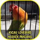 Suara Lovebird Ngekek Panjang アイコン