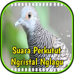 Suara Perkutut Ngristal Nglagu