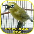 Pleci Roll Tembak Gacor アイコン