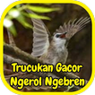 Trucukan Gacor Ngerol Ngebren