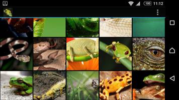 Reptiles & Frogs capture d'écran 2