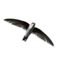 Swiftletshop