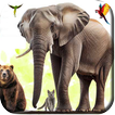 Animal Sounds Alphabetical biểu tượng