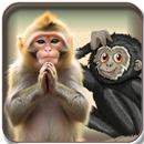 مدرسة الحيوانات للعب والتعليم APK
