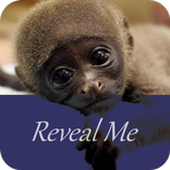 Reveal Me - Animals And Birds