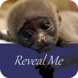 Reveal Me - Animals And Birds ikon