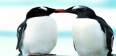 penguin-Tel