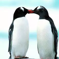 penguin-Tel アプリダウンロード