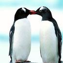 penguin-Tel aplikacja