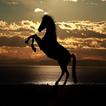 Power Horse
