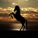 Power Horse APK