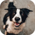Dog barking sounds and noises
