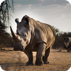 🦏 Rhino Wallpaper 🦏 icône
