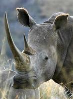 🦏 Rhino Wallpaper 🦏 Affiche
