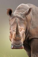 🦏 Rhino Wallpaper 🦏 capture d'écran 1