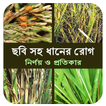 ছবি সহ ধানের প্রধান রোগ ও প্রত