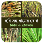 ছবি সহ ধানের প্রধান রোগ ও প্রত icon