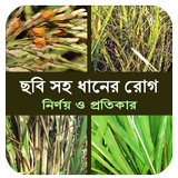 ছবি সহ ধানের প্রধান রোগ ও প্রত иконка